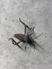Acanthocephala declivis