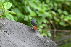 Phoenicurus fuliginosus