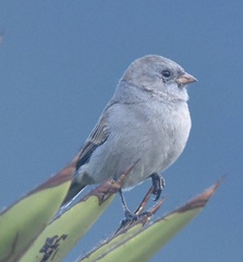 Spizella atrogularis