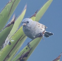 Spizella atrogularis