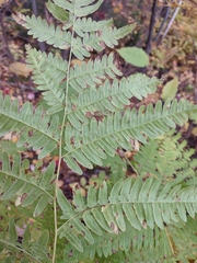 Pteridium aquilinum