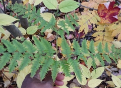 Pteridium aquilinum