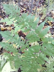 Pteridium aquilinum