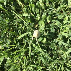 Conocybe apala albipes