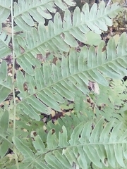 Pteridium aquilinum