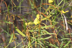 Acacia torulosa