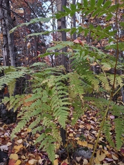 Pteridium aquilinum