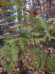 Pteridium aquilinum