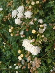Ageratina glechonophylla