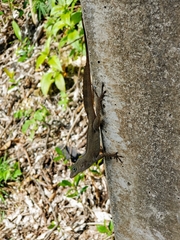 Anolis cristatellus