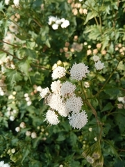 Ageratina glechonophylla