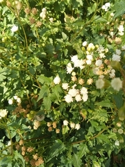 Ageratina glechonophylla