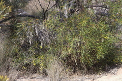 Acacia torulosa