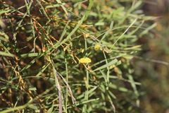 Acacia torulosa