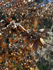 Quercus