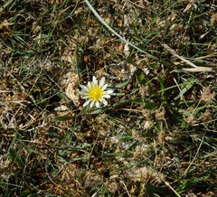Taraxacum glaucanthum