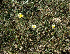 Taraxacum glaucanthum