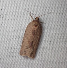 Epiphyas postvittana