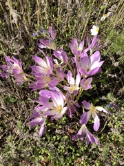 Colchicum speciosum