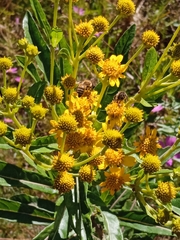 Verbesina virgata