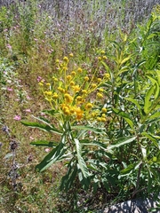 Verbesina virgata