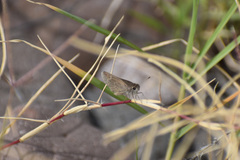 Lerodea eufala eufala