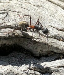 Myrmophyma