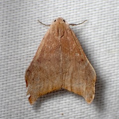 Macaduma