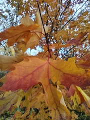 Acer saccharum