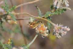 Hylephila phyleus phyleus