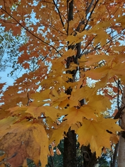 Acer saccharum