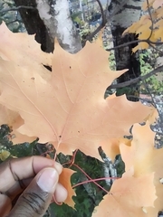 Acer saccharum
