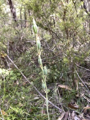 Calochilus robertsonii