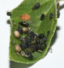 Lysiphlebus testaceipes