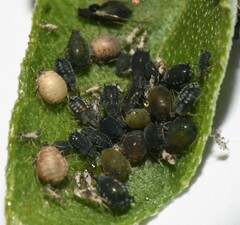 Lysiphlebus testaceipes