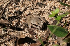 Ranoidea lesueuri