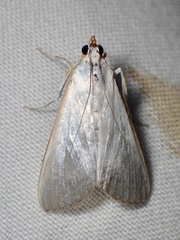 Margaroniini