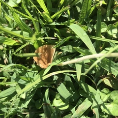 Conocybe apala albipes
