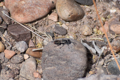 Tachysphex terminatus