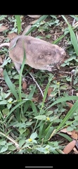 Geomys attwateri