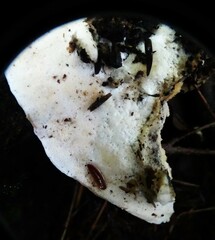 Rigidoporus populinus