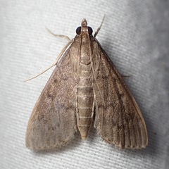 Herpetogramma licarsisalis