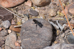 Tachysphex terminatus