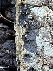 Annulohypoxylon