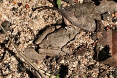 Ranoidea lesueuri