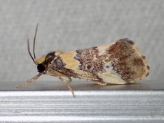 Philenora pteridopola