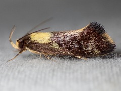 Epithymema helias