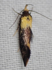 Epithymema helias