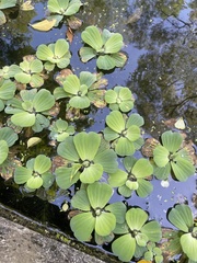 Pistia