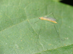 Gonomyia